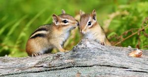 Ardillas: Hechos Animales Peludos Lindos (otros 15 Hechos Divertidos que puede no Saber)