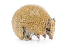 Repelente de Armadillo: 10 Repelentes más Vendidos para Dshacerse de los Armadillos en su Propiedad