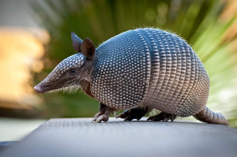 Los Mejores Productos para Deshacerse del Armadillo Gigante