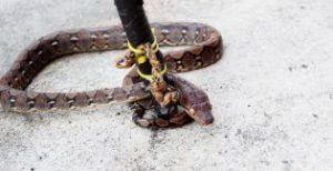 Atrapar una serpiente con un palo