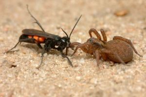 Avispa parásita Anoplius viaticus con la araña lobo capturada Trochosa.