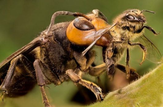 Abejas Contra Avispas Contra Avispones Contra Chaquetas Amarillas: ¿Cuál Es la Diferencia, Exactamente?