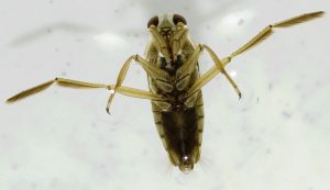 Acercamiento de la cabeza grande del barquero de agua