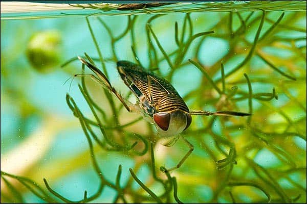 Un barquero de agua en la planta