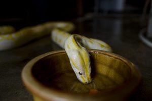 Agua potable Albino python