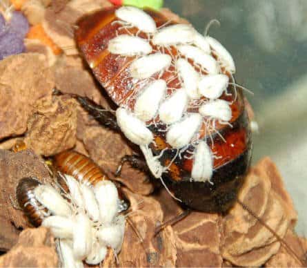 Cucarachas bebé están comiendo algo