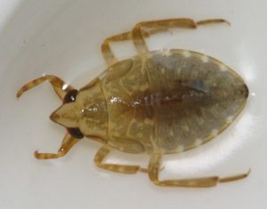 Tiro de cerca de un pequeño insecto de agua