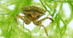 Un insecto de agua tumbado en las plantas