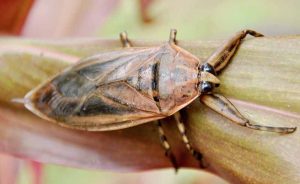 Insecto de agua gigante tumbado en la planta