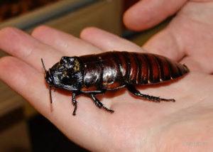 Gran insecto palmetto en la mano