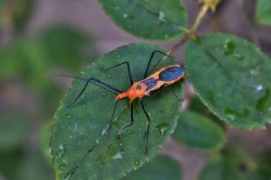 Todos los hechos de Insectos Asesinos que Necesitas Saber