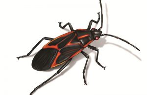 Un caricatura grande boxelder bug en el fondo blanco