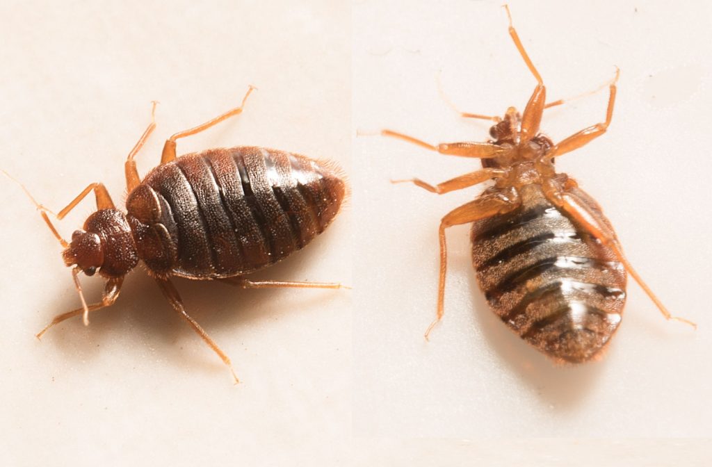 Insecto de cama muerta en el suelo