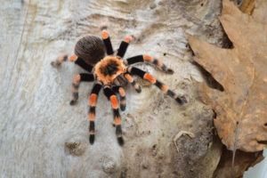 Birdeater tarantula spider Brachypelma smithi in natural forest environment. Arácnido gigante de color naranja brillante.