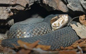 Serpiente boca de algodón oriental en la cueva