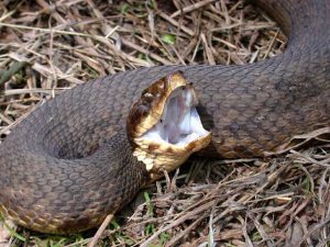 Hechos de la Serpiente de la Boca de Algodón (Mocasín de Agua) (7 Hechos Básicos y el Tratamiento de la Mordedura)