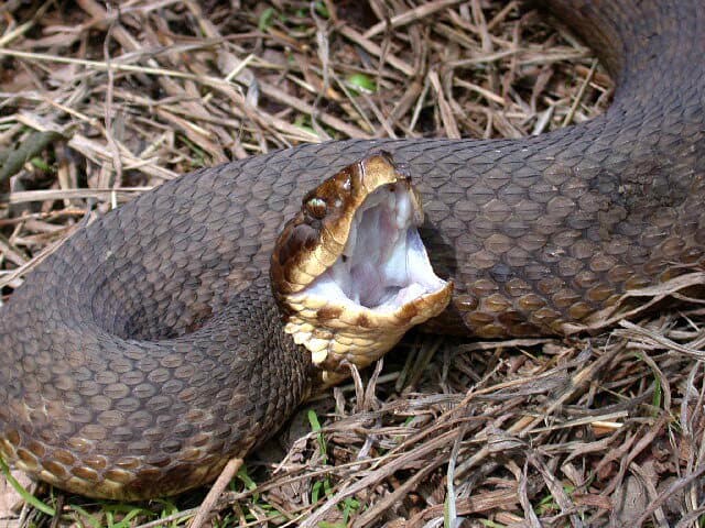 Hechos de la Serpiente de la Boca de Algodón (Mocasín de Agua) (7 Hechos Básicos y el Tratamiento de la Mordedura)