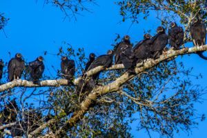 Un grupo de buitres de Turquía descansando en el árbol