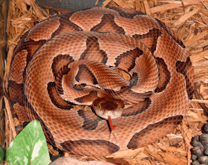 Serpiente cabeza de cobre que muestra la lengua