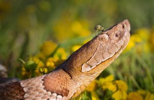 Serpientes de Cabeza de Cobre: Hechos, Mordeduras y Tratamiento