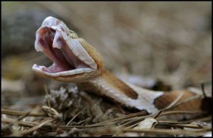 Serpiente cabeza de cobre en una posición peligrosa