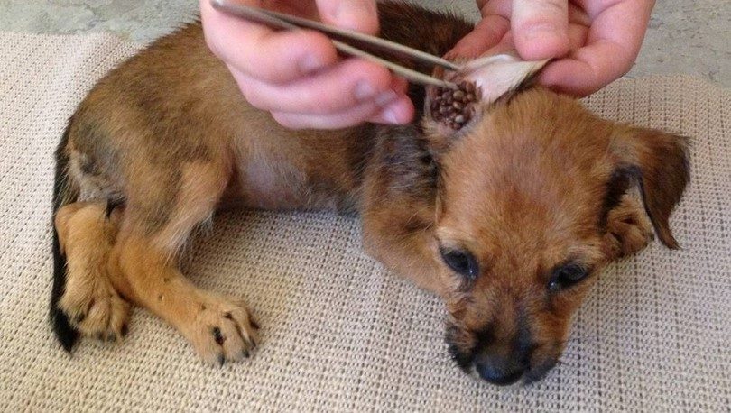 Un médico está recogiendo garrapatas en la oreja del perro