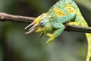 Un camaleón de tres cuernos de Jackson macho