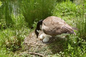 Canadá ganso protege sus huevos en el nido