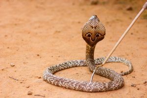 Una serpiente de capa de cobra en el desierto