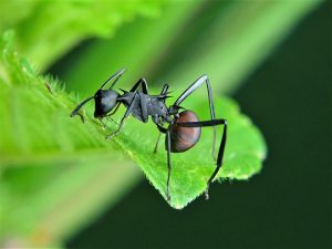 8 Mejores Asesinos de Hormigas Carpintero