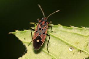 Un chinch bug está tumbado en hoja verde