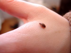 Insecto de cama tumbado en la mano de alguien y preparado para morder