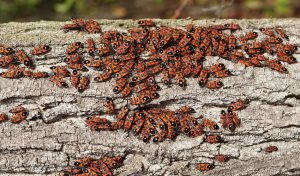 Un grupo de chinch bugs en la roca