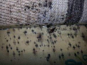 Daños por insectos en la cama