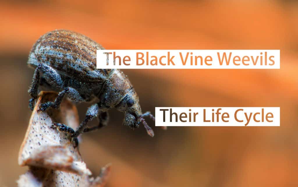 Los Gorgojos de la Vid Negra: su Ciclo de Vida y los Daños Causados por ellos