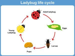 Una imagen vectorial del ciclo de vida del bicho femenino