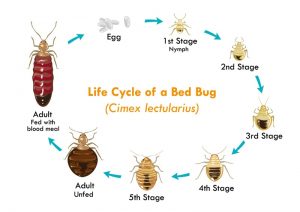 Ciclo de vida del vector de insectos de la cama en el blanco