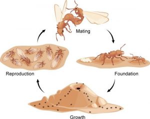 Ciclo de vida de la hormiga cortadora de hojas