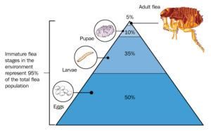 Ciclo de vida de las pulgas