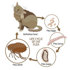 El ciclo de vida de la pulga del gato en el fondo blanco
