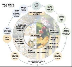 imagen que muestra el ciclo de vida de la abeja de albañil