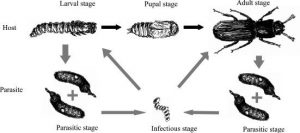 Ciclo de vida del huésped del escarabajo de harina y su parásito gregarino intestinal Escarabajo de harina
