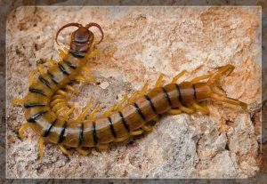 Ciempiés del Desierto Común