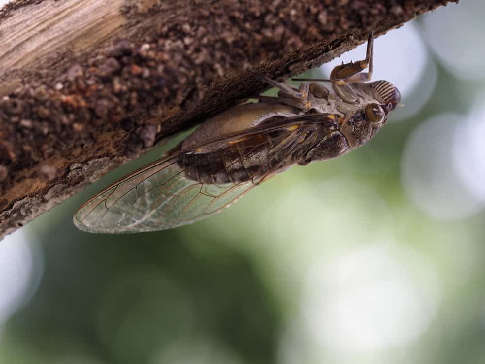 cigarra en la naturaleza