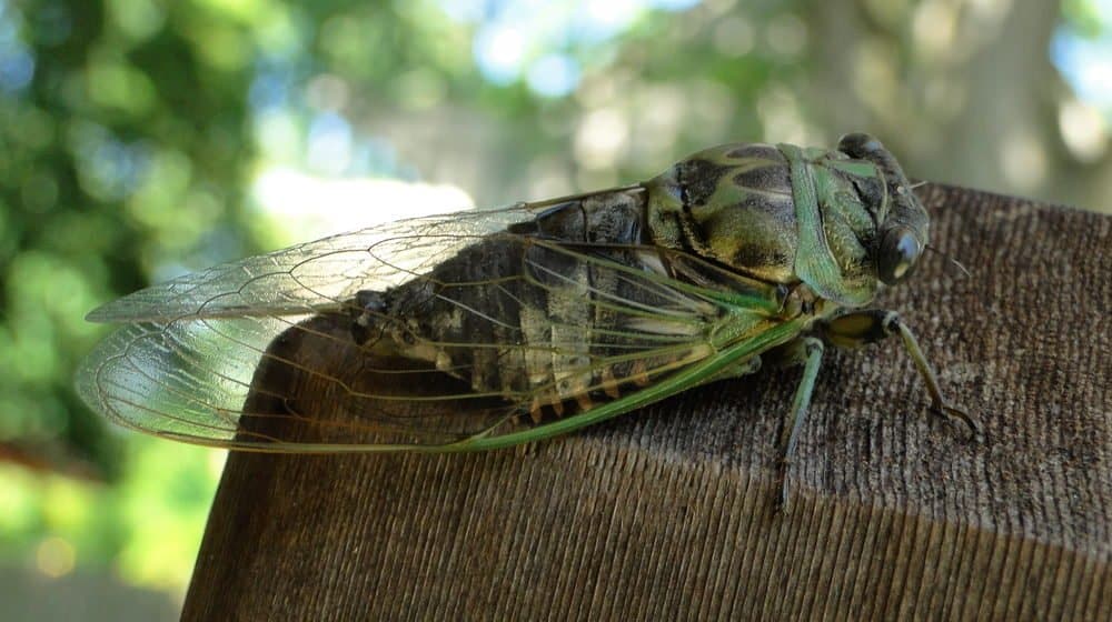 cigarra en la naturaleza