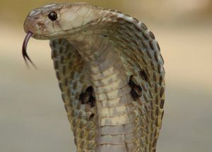 La cobra común de la India en una posición peligrosa