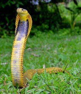 Cobra filipina en salvaje
