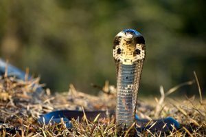 Una serpiente Cobra Monocled en la naturaleza