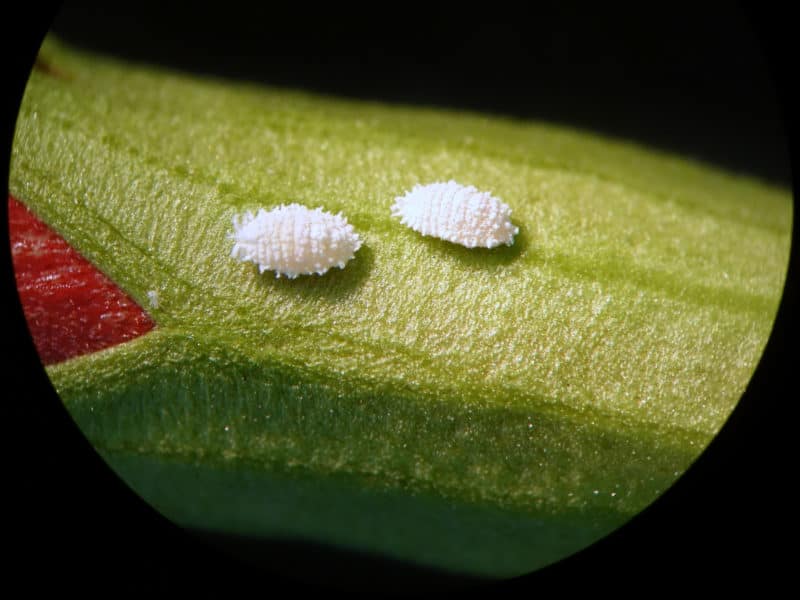 Cochinillas: Ciclo de Vida, Tipos, Daños y Formas de Controlarlos