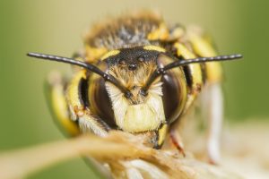 Guía Definitiva de Identificación de Abejas: 11 Especies de Abejas Más Comunes